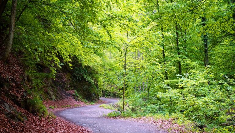 Parcul Național Cozia, una dintre minunile României