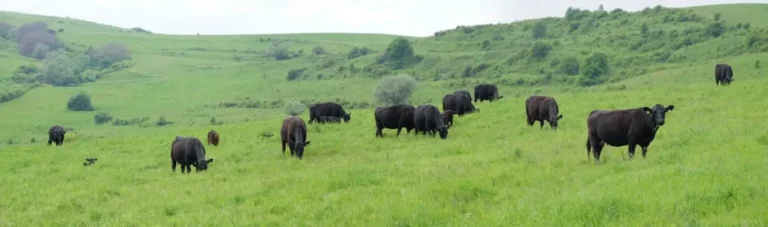 Carnea de vită Premium Angus – produs local cu valoare internațională