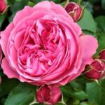 Top 5 cei mai frumoși trandafiri de gradină ai anului 2023