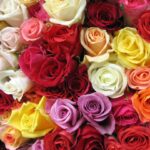 Florile și Ziua Internațională a Femeii