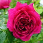 Beneficiile și utilizările surprinzătoare ale trandafirilor
