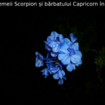 Compatibilitatea femeii Scorpion și bărbatului Capricorn în relațiile romantice