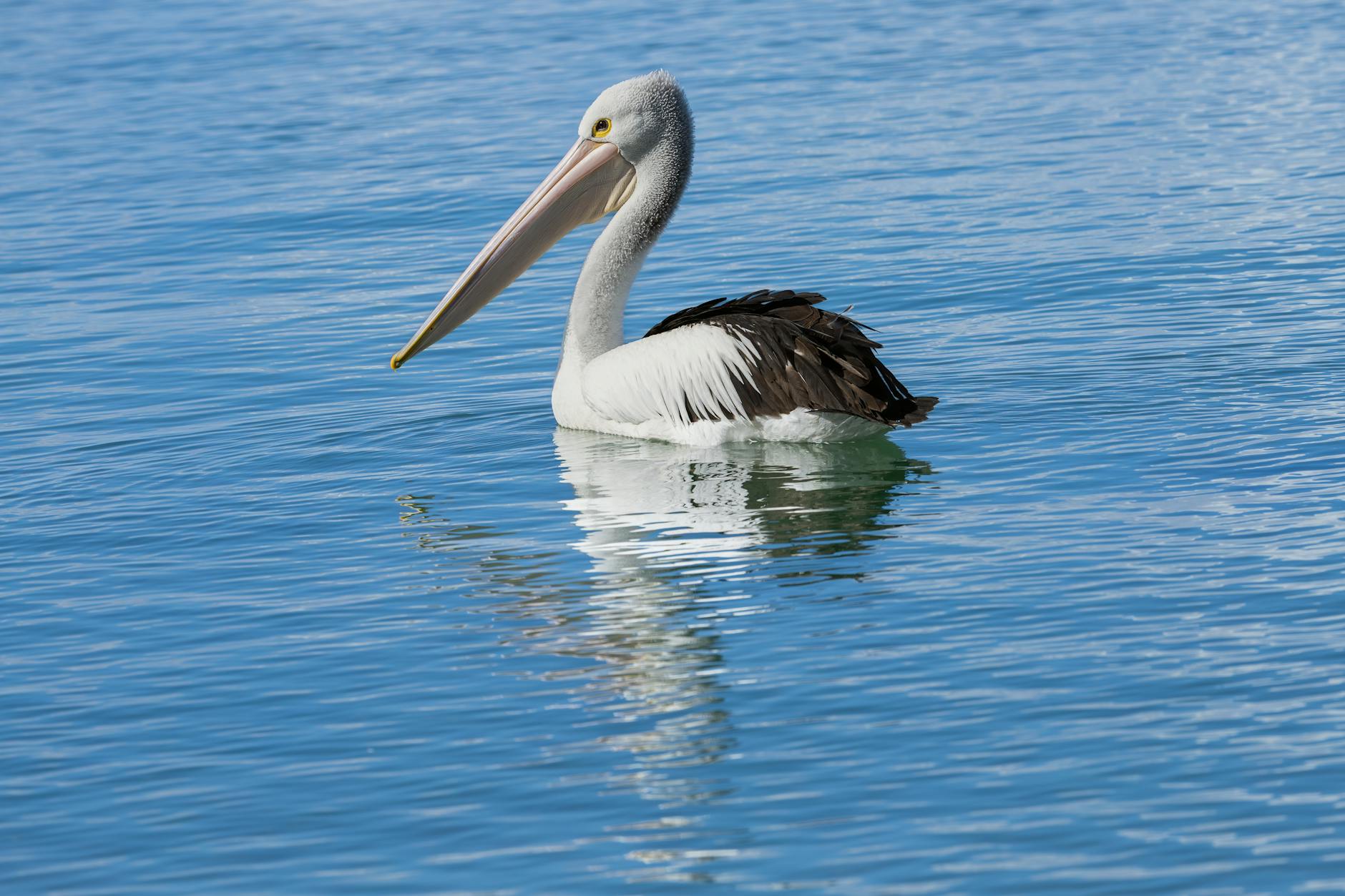 excursii-delta-dunarii-ElDV Excursii cu barca Periprava – trasee către grinduri și plaje