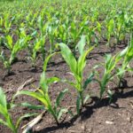 e11daf3273e0c9b4481b6b6b6514d2d8d9