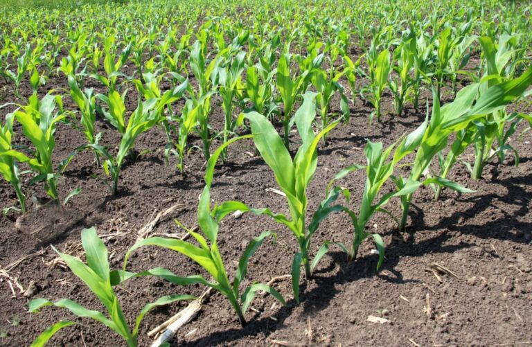 e11daf3273e0c9b4481b6b6b6514d2d8d9