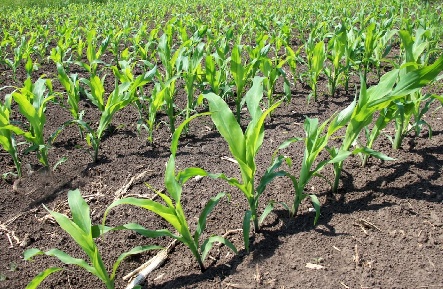 Strategii pentru protecția și fertilizarea porumbului în primăvară