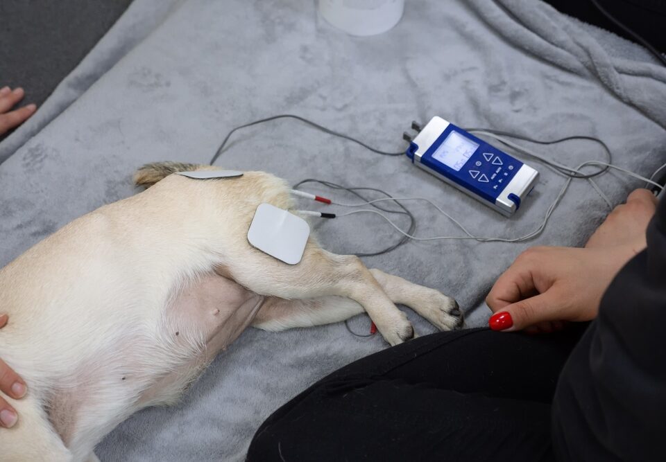 Afla cum fizioterapia veterinara in cadrul Partnervet ajuta animalul tau sa isi recupereze mobilitatea si sa reduca.