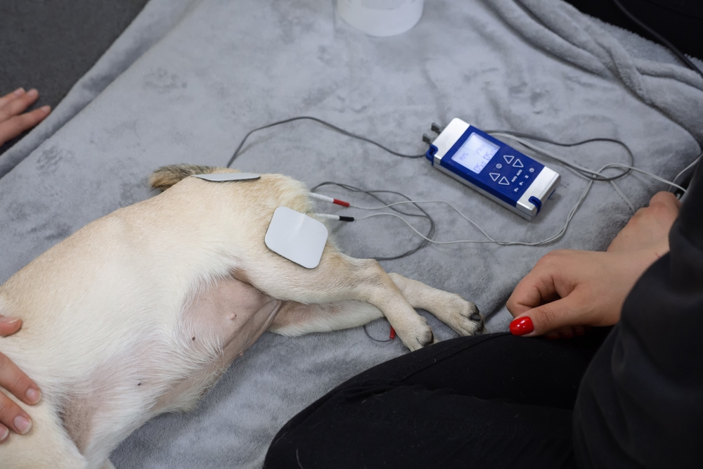 Afla cum fizioterapia veterinara in cadrul Partnervet ajuta animalul tau sa isi recupereze mobilitatea si sa reduca.